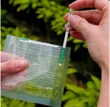 Citrus tristeza virus (CTV) ImmunoStrip®